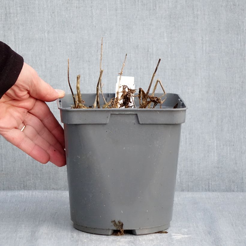 Spécimen de Phlox paniculata Twister Pot de 2L/3L tel que livré en hiver