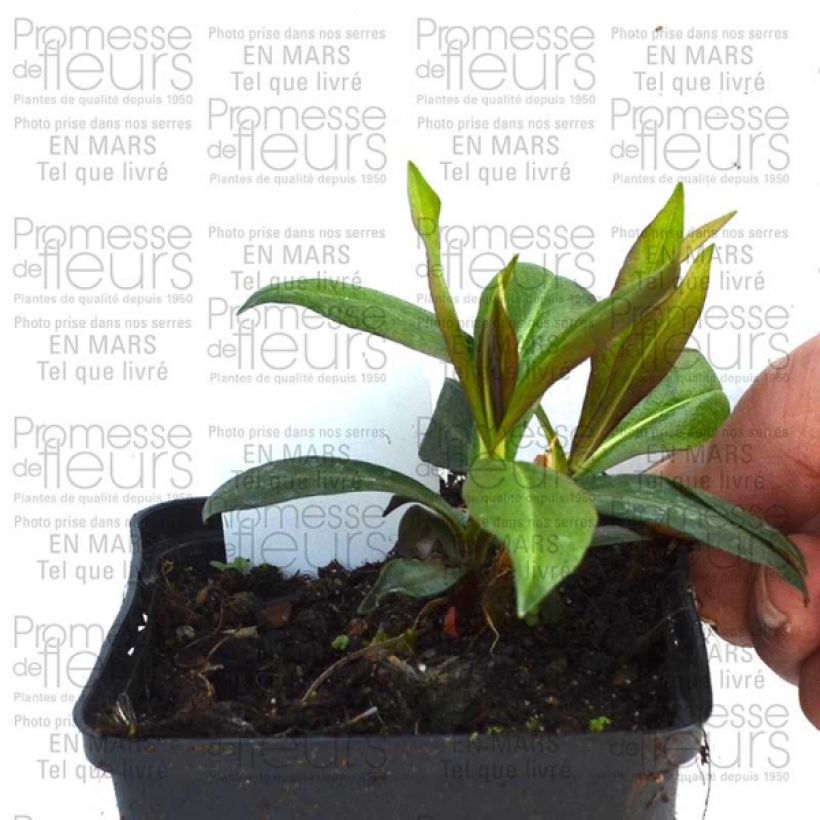 Exemple de spécimen de Phlox paniculata Violet Flame Godet de 8/9 cm tel que livré