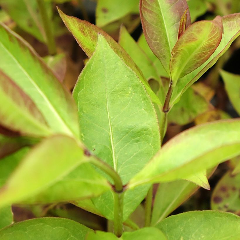 Phlox paniculata Younique Cerise (Feuillage)