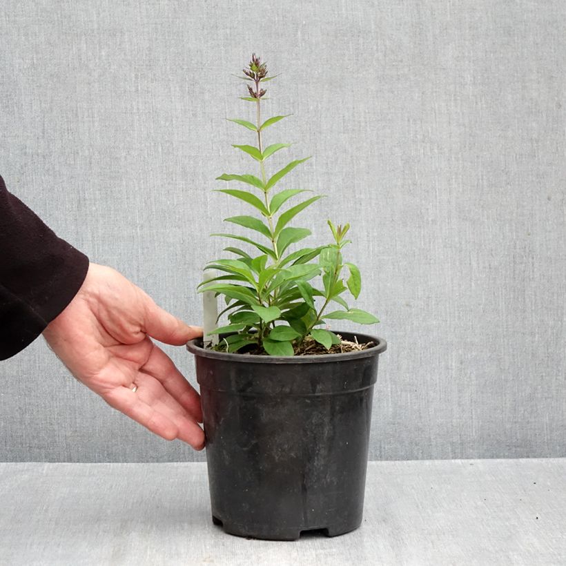 Spécimen de Phlox paniculata Younique Old Blue Pot de 2L/3L tel que livré en automne