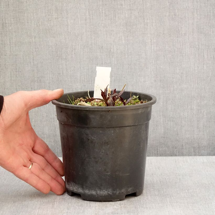 Spécimen de Phlox paniculata Younique Old Purple Pot de 2L/3L tel que livré au printemps