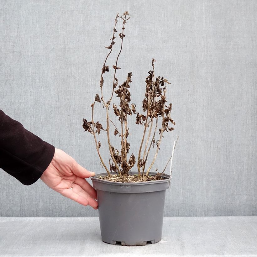 Spécimen de Phlox paniculata Younique Red Pot de 2L/3L tel que livré en hiver