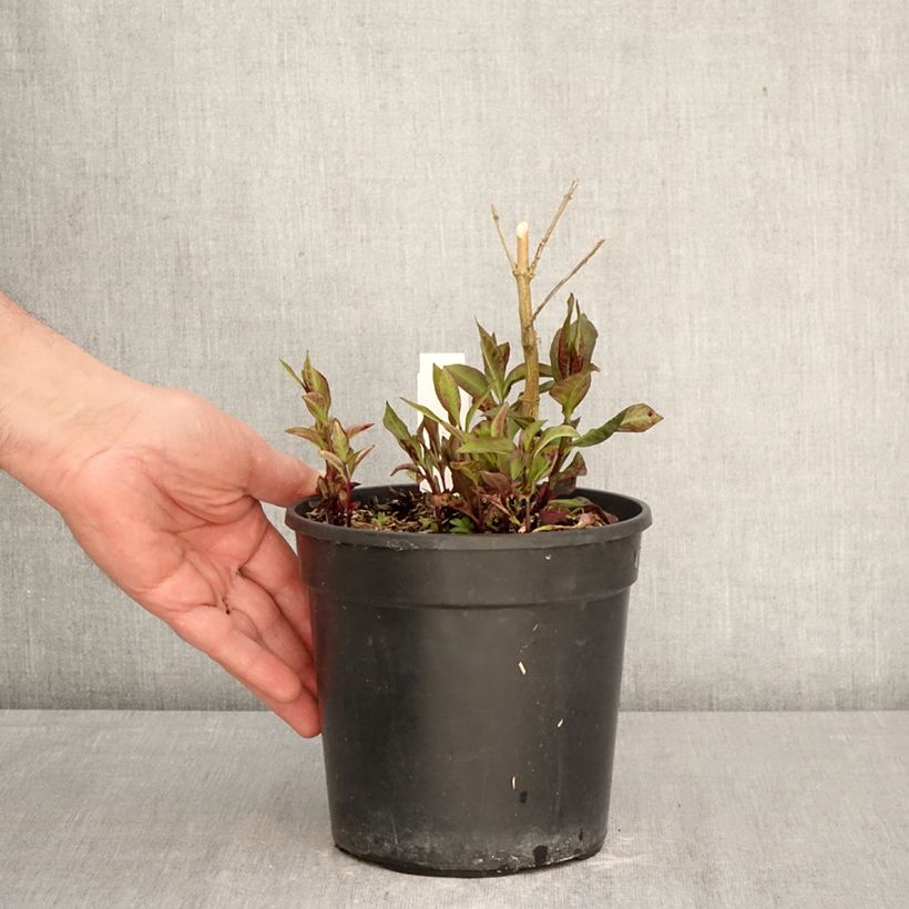Spécimen de Phlox paniculata Younique Red Pot de 2L/3L tel que livré au printemps