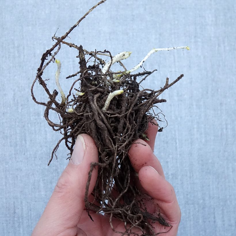 Spécimen de Phlox paniculata Younique White Racines nues, Qualité Extra équivalant à un pot de 2L tel que livré en hiver