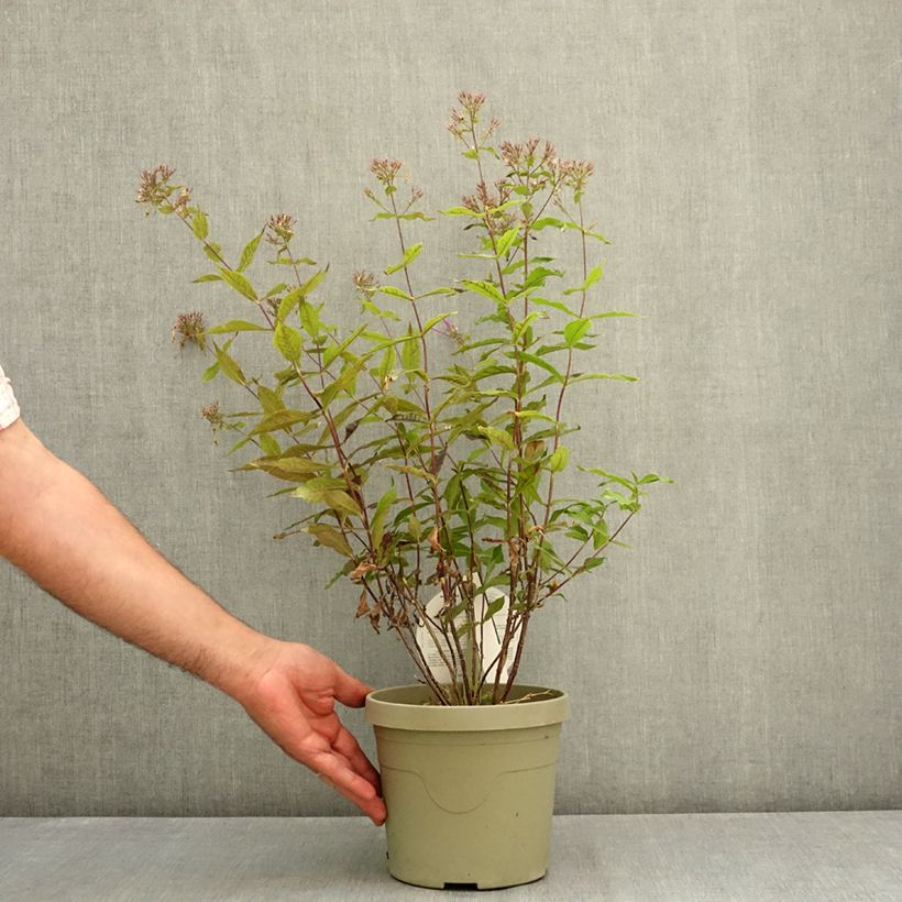 Spécimen de Phlox Queen Paola Pot de 3L/4L tel que livré en été