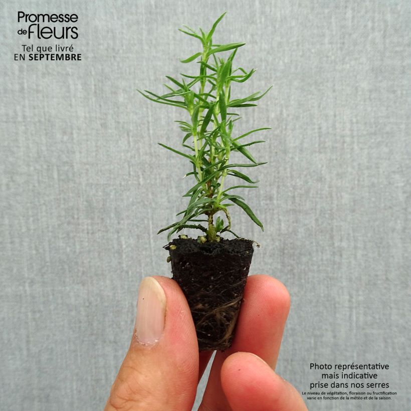 Example of Phlox subulata Atropurpurea - Phlox mousse Mini-motte Ø 3/4 cm as you get in automne