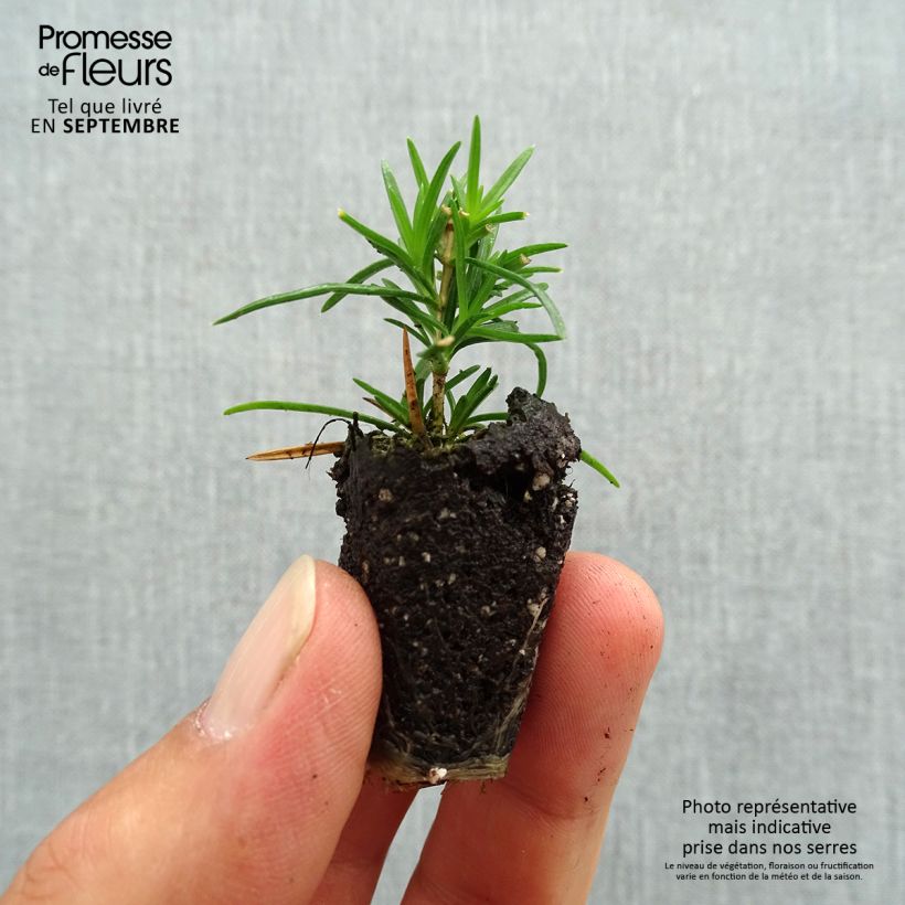 Spécimen de Phlox subulata Emerald Cushion Blue - Phlox mousse bleu clair Mini-motte Ø 3/4 cm tel que livré en automne