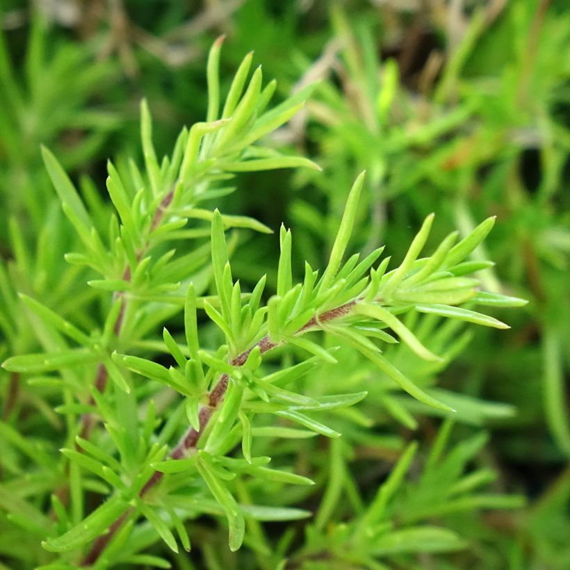 Phlox subulata McDaniel's Cushion - Phlox mousse (Feuillage)