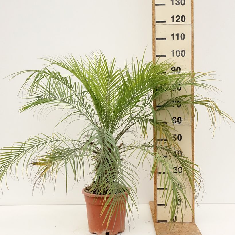 Spécimen de Phoenix roebelinii - palmier dattier nain Pot de 7,5L/10L tel que livré en été