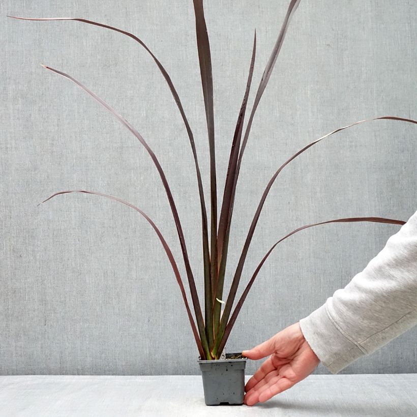 Spécimen de Phormium Black Velvet - Lin de Nouvelle-Zélande Godet de 8/9 cm tel que livré au printemps