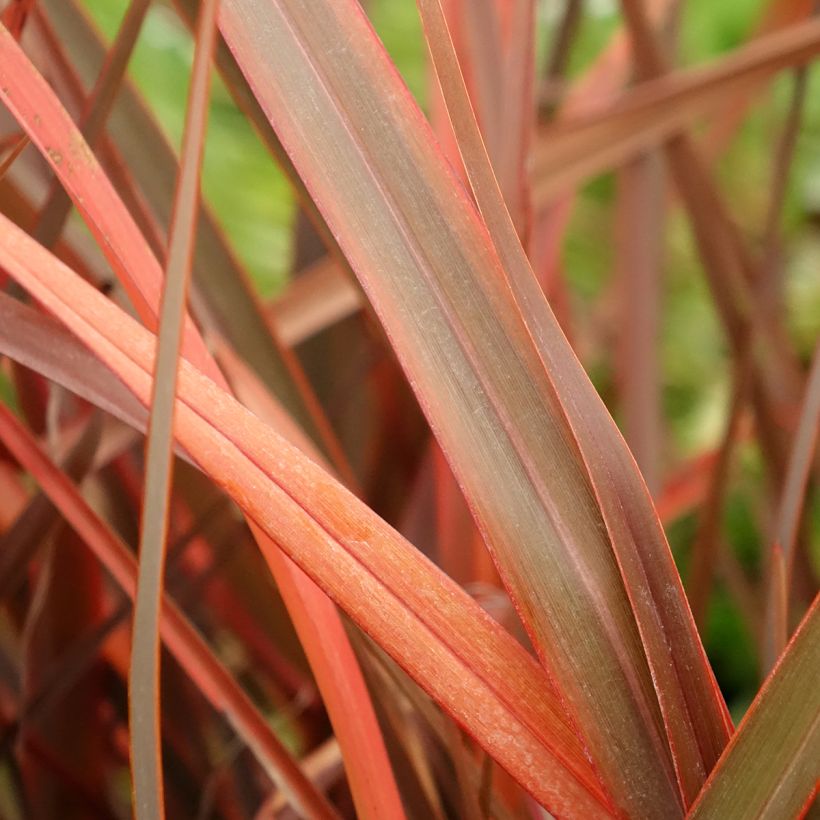 Phormium Bronze Baby - Lin de Nouvelle-Zélande (Feuillage)