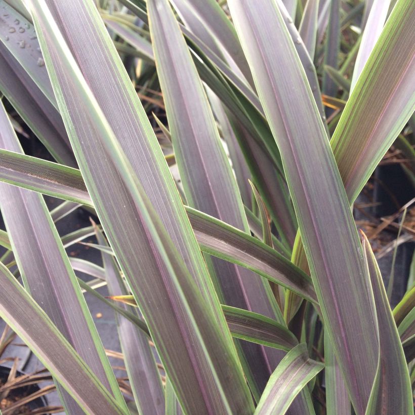 Phormium Chocomint - Lin de Nouvelle-Zélande  (Foliage)