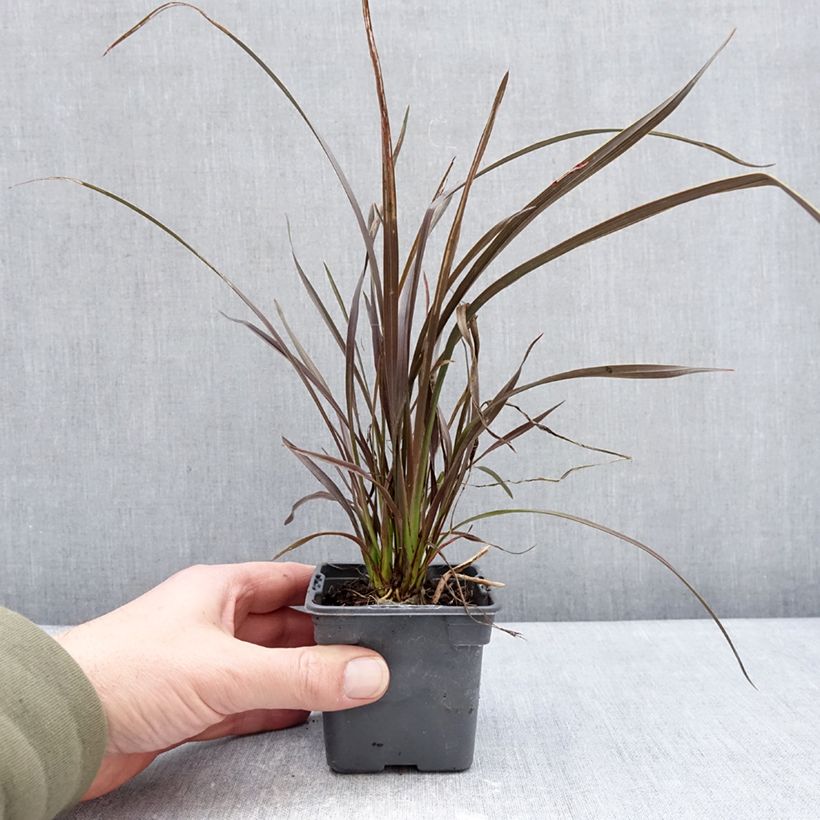 Example of Phormium Platts Black - Lin de Nouvelle-Zélande Godet de 8/9 cm as you get in hiver