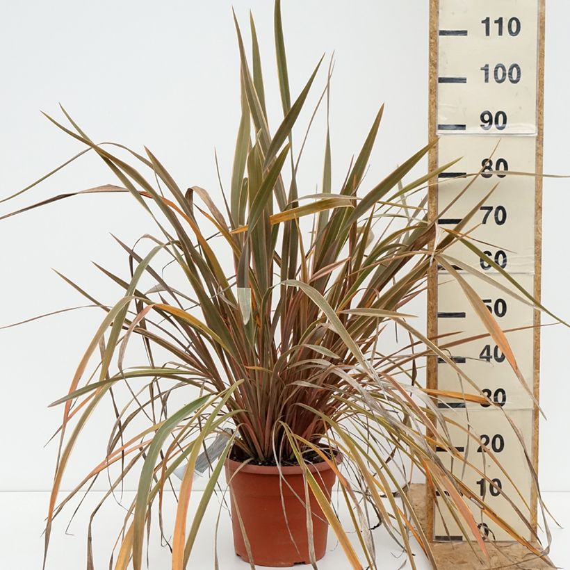 Spécimen de Phormium Rainbow Queen - Lin de Nouvelle-Zélande Pot de 7,5L/10L tel que livré en été