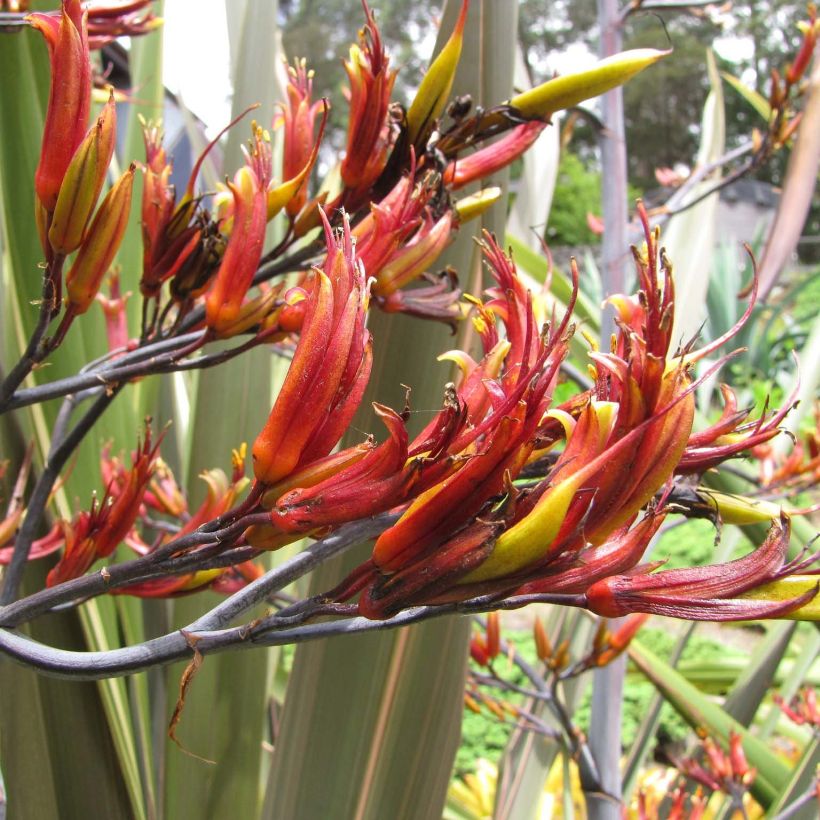 Phormium tenax - Lin de Nouvelle-Zélande (Flowering)
