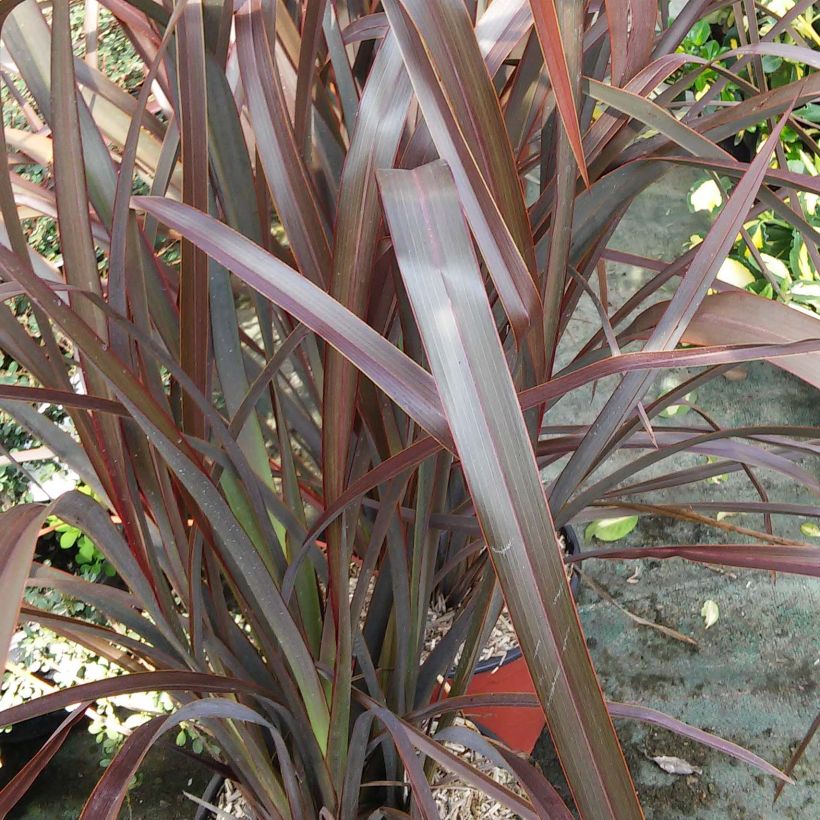 Phormium tenax Purpureum - Lin de Nouvelle-Zélande (Foliage)