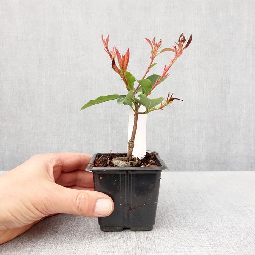 Spécimen de Photinia  fraseri Camilvy Godet de 8/9 cm tel que livré au printemps