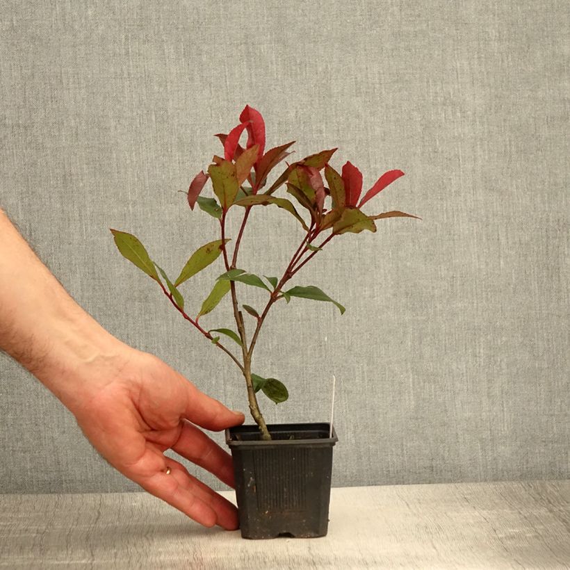 Example of Photinia fraseri Carré Rouge Godet de 8/9 cm as you get in printemps