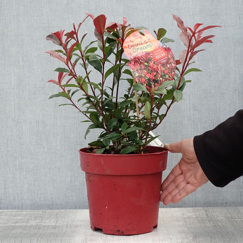 Spécimen de Photinia fraseri Devil's Dream Pot de 2L/3L tel que livré en automne