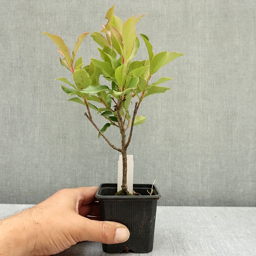 Spécimen de Photinia fraseri Dynamo Red Godet de 8/9 cm tel que livré en été