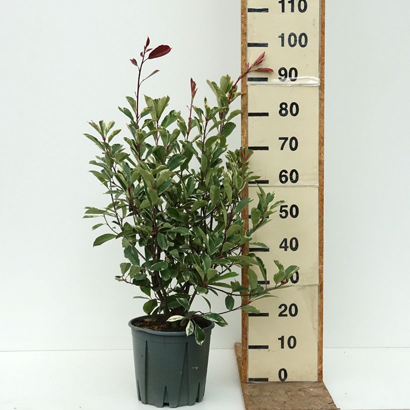 Spécimen de Photinia fraseri Louise Pot de 7,5L/10L tel que livré en été