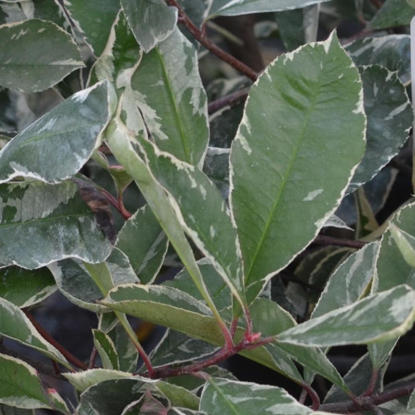 Photinia fraseri Pink Marble (Foliage)