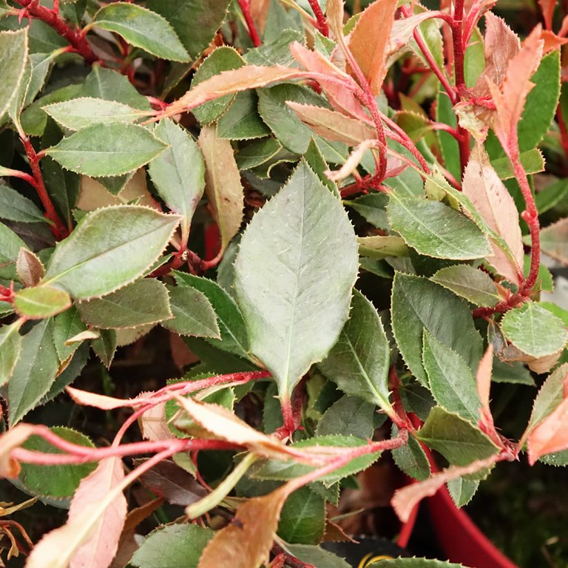 Photinia fraseri Red Ballcoon (Foliage)