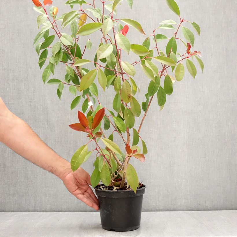 Spécimen de Photinia fraseri Red Light Pot de 3L/4L tel que livré en été