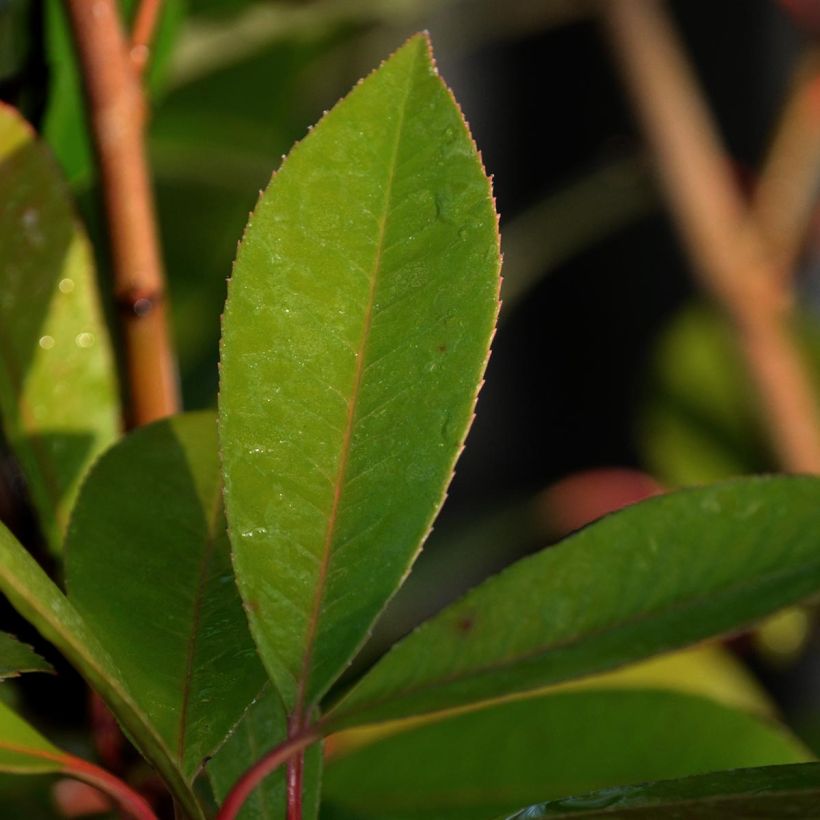 Photinia fraseri Red Robin (Foliage)