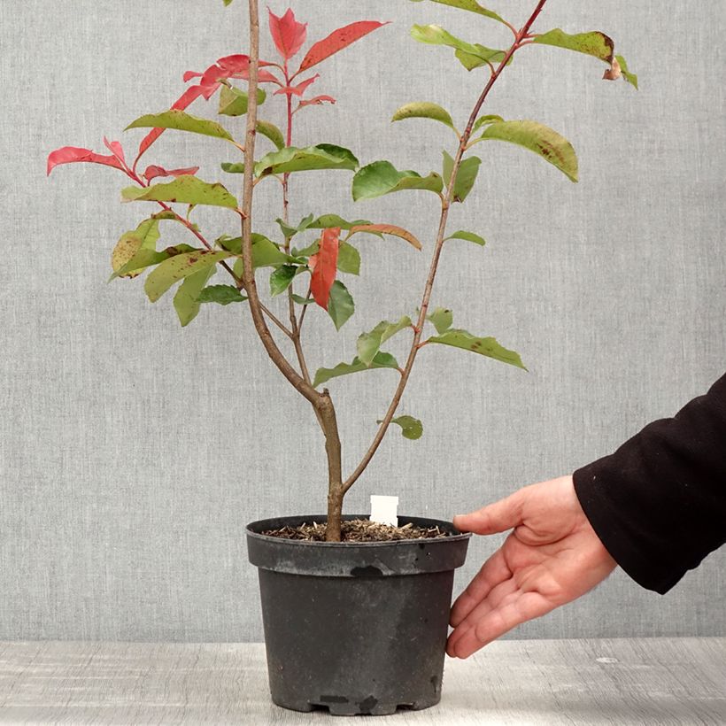 Spécimen de Photinia fraseri Red Select Pot de 3L/4L tel que livré au printemps