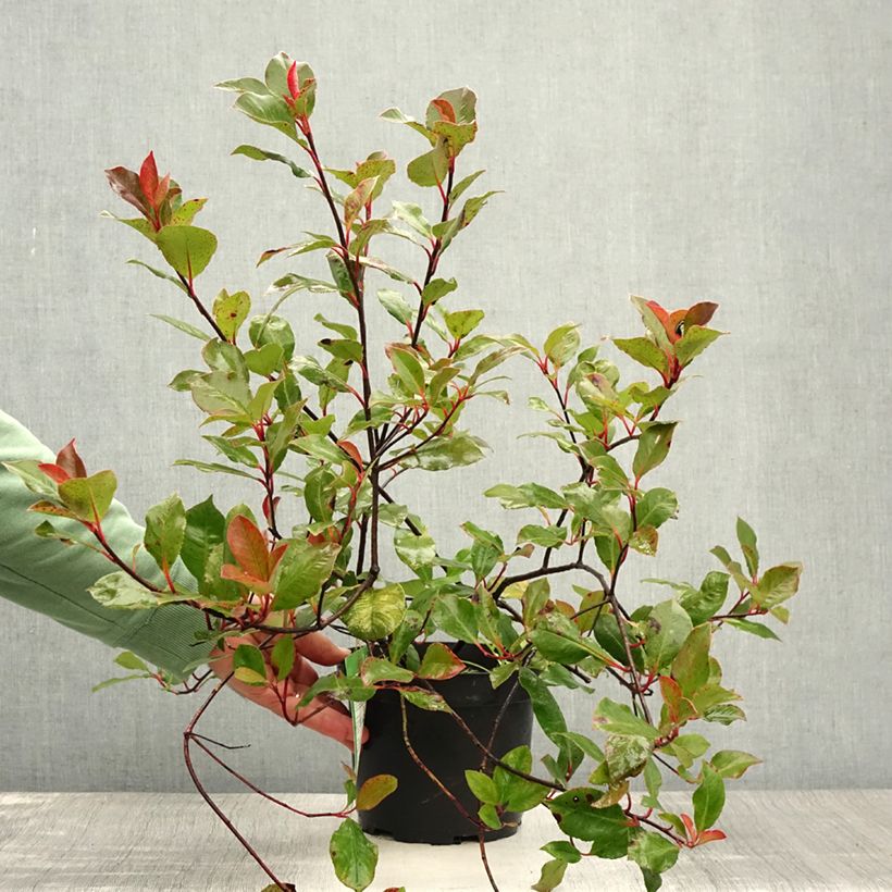 Spécimen de Photinia Little Red Robin Pot de 2L/3L tel que livré en été