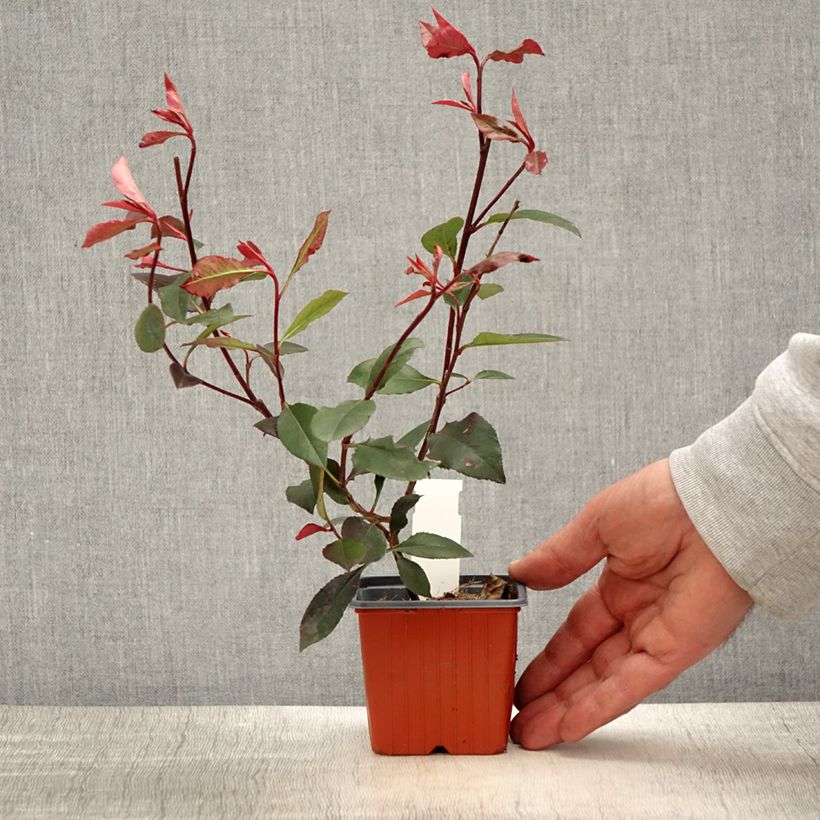 Example of Photinia Little Red Robin Godet de 8/9 cm as you get in printemps