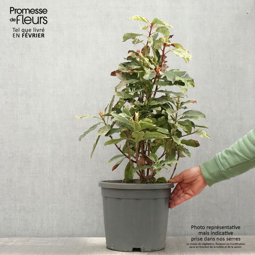 Spécimen de Photinia serratifolia Pink Crispy Pot de 6L/7L tel que livré en hiver