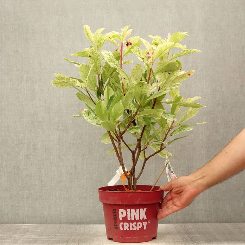 Spécimen de Photinia serratifolia Pink Crispy Pot de 4L/5L tel que livré en été