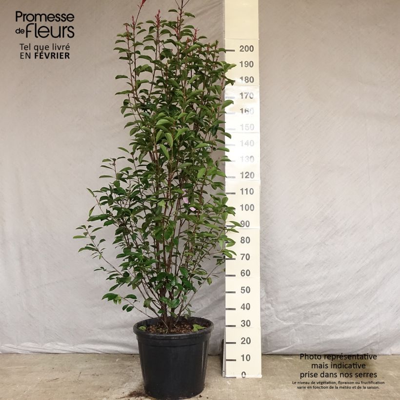 Spécimen de Photinia fraseri Red Robin Pot de 50L/55L tel que livré en automne