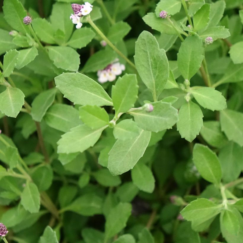 Phyla nodiflora var. canescens - Lippia nodiflora (Foliage)