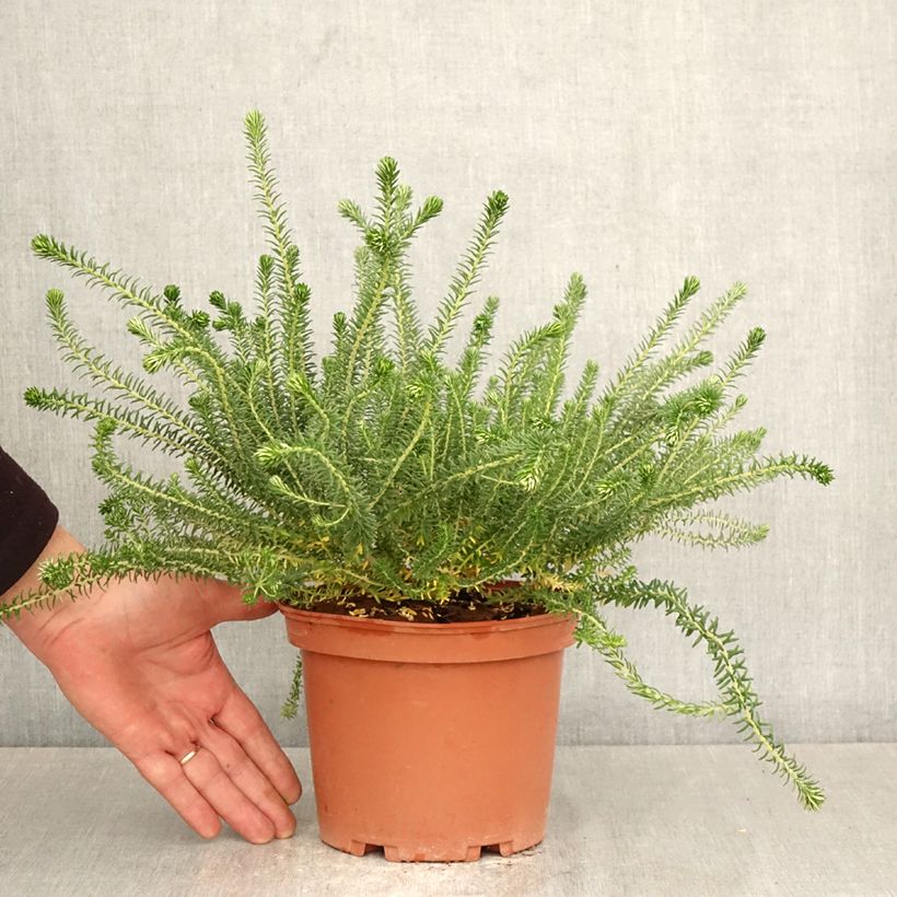 Spécimen de Phylica ericoides - Bruyère du cap Pot de 3L/4L tel que livré au printemps