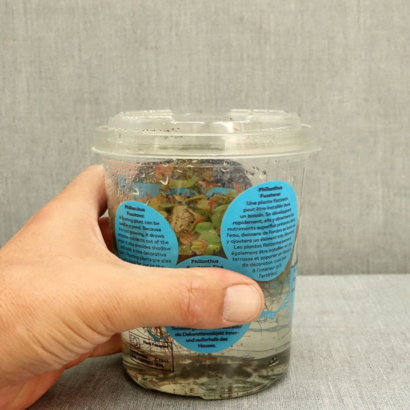 Spécimen de Phyllanthus fluitans Boîte, boite plastique 12cm tel que livré en été