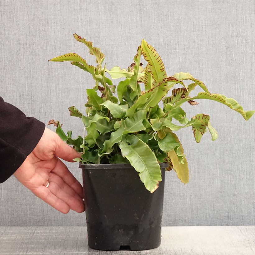 Example of Phyllitis scolopendrium - Fougère Scolopendre Pot de 2L/3L as you get in printemps