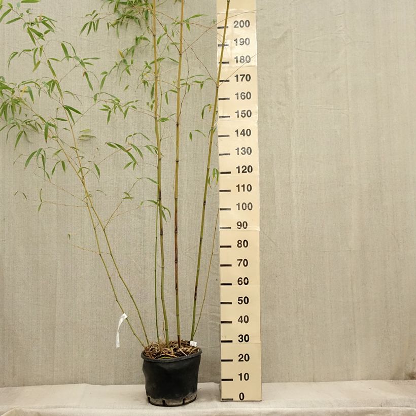 Spécimen de Phyllostachys flexuosa - Bambou moyen Pot de 12L/15L tel que livré en automne