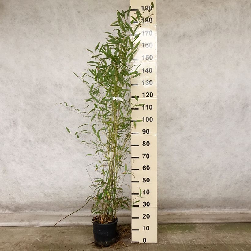 Spécimen de Phyllostachys heteroclada - Bambou en écailles de poisson Pot de 4L/5L tel que livré en automne