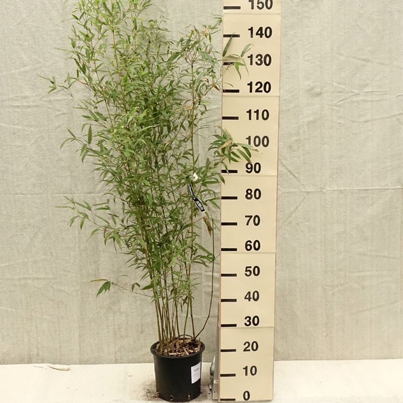 Example of Phyllostachys humilis - Bambou moyen Pot de 4L/5L as you get in printemps