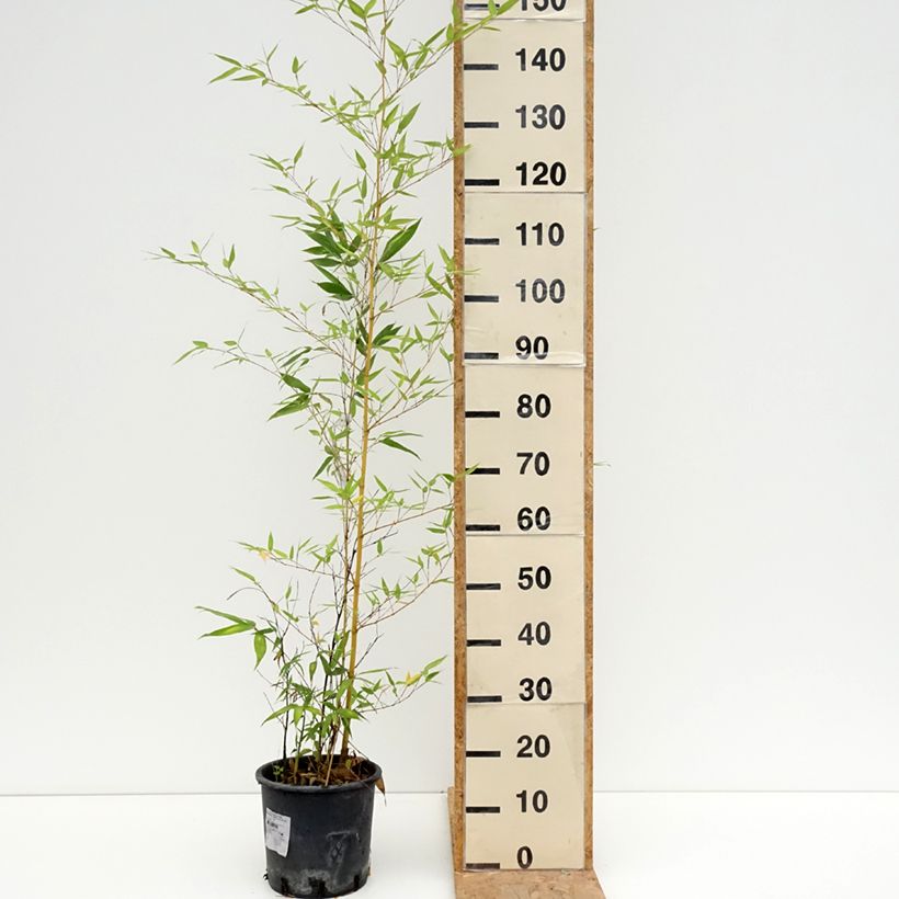Spécimen de Phyllostachys viridis Sulphurea - Bambou Pot de 4L/5L tel que livré en été