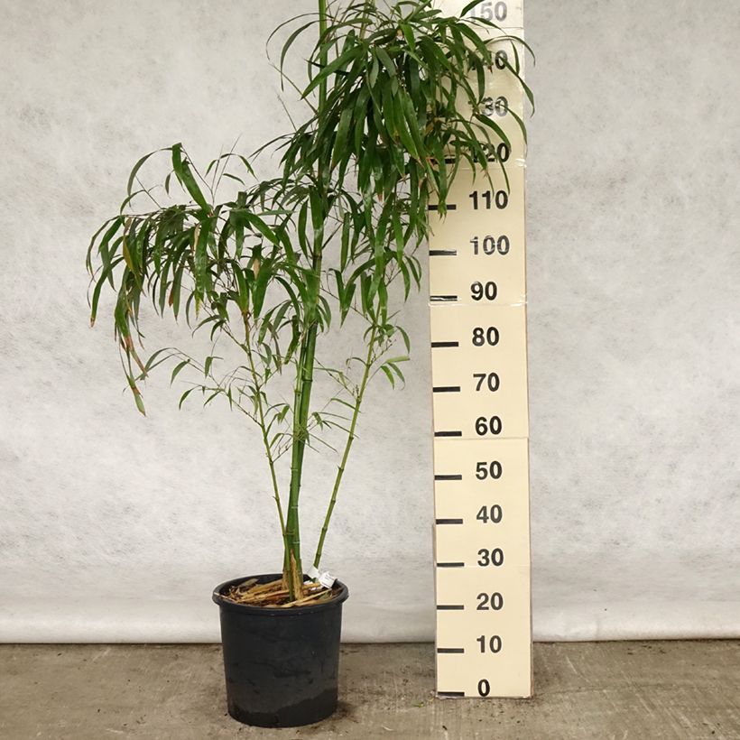 Spécimen de Phyllostachys vivax Huangwenzhu - Bambou géant Pot de 12L/15L tel que livré au printemps