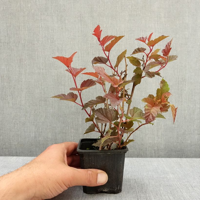 Spécimen de Physocarpus opulifolius Little Angel - Physocarpe Godet de 8/9 cm tel que livré au printemps