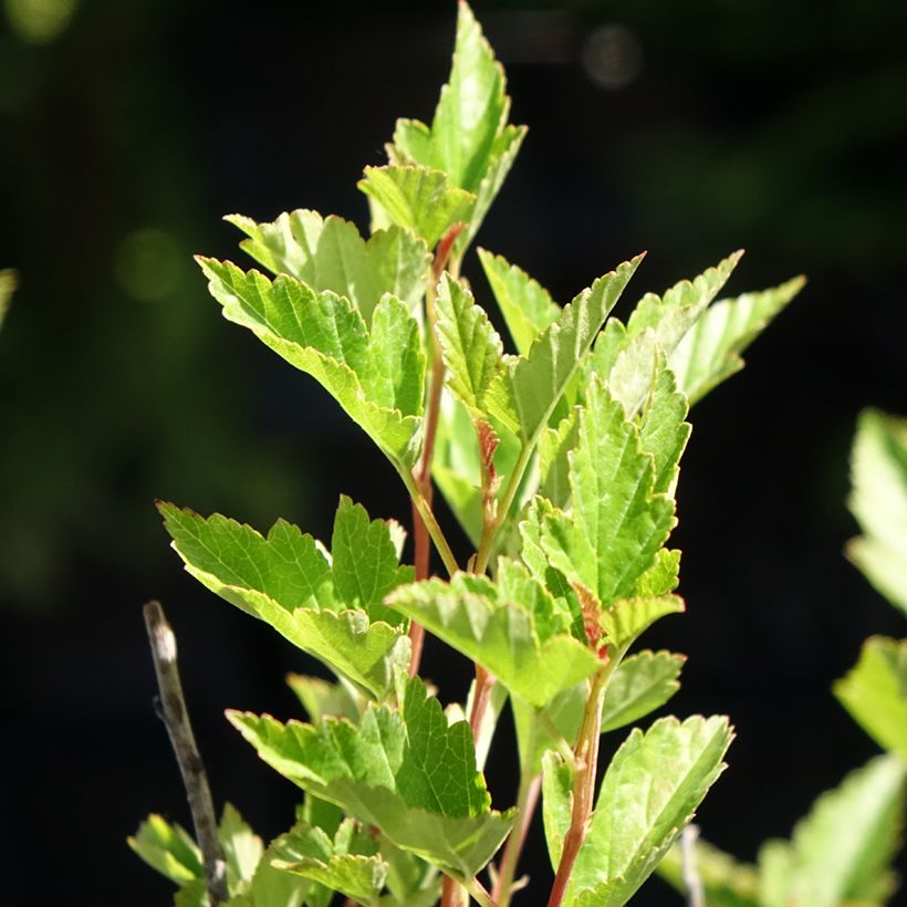 Physocarpus opulifolius Little Greeny - Physocarpe nain (Feuillage)