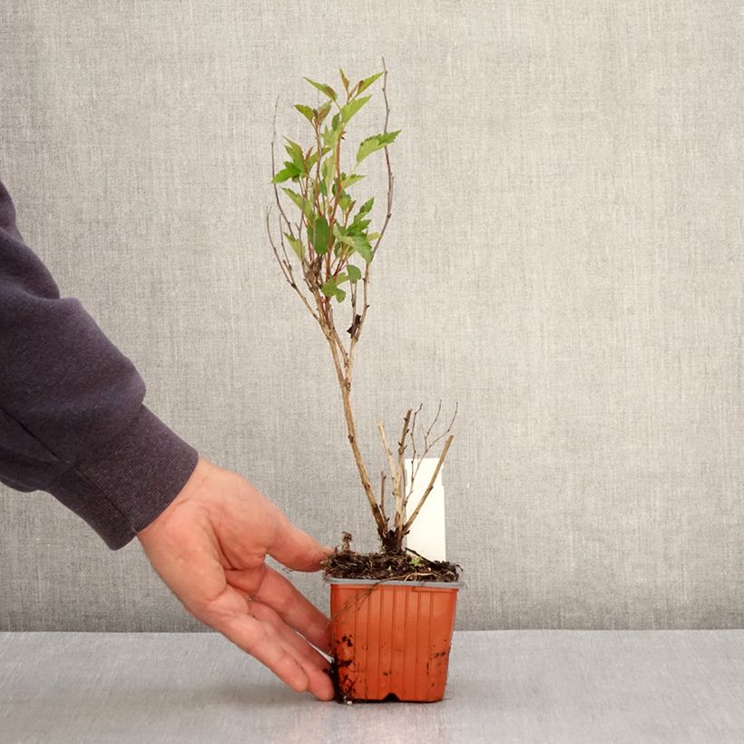 Spécimen de Physocarpus opulifolius Little Greeny - Physocarpe nain Godet de 8/9 cm tel que livré au printemps