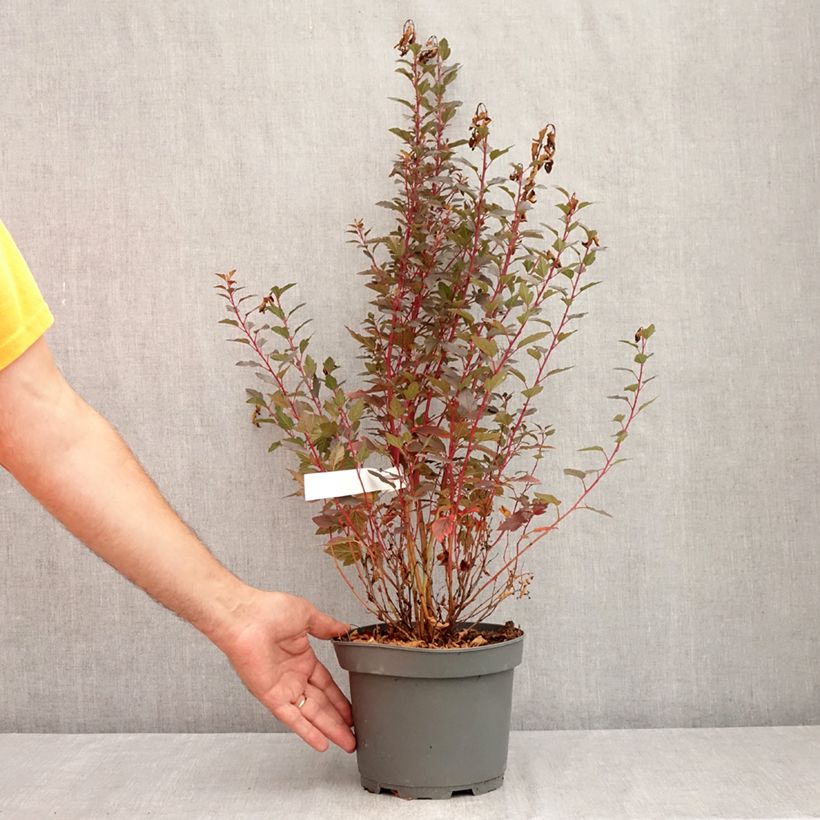 Spécimen de Physocarpus opulifolius Little Joker - Physocarpe nain Pot de 2L/3L tel que livré en été