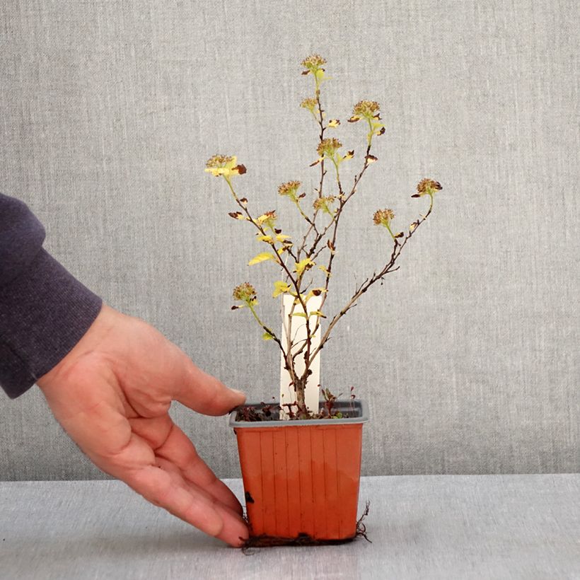 Spécimen de Physocarpus opulifolius Lucky Devil - Physocarpe Godet de 8/9 cm tel que livré au printemps