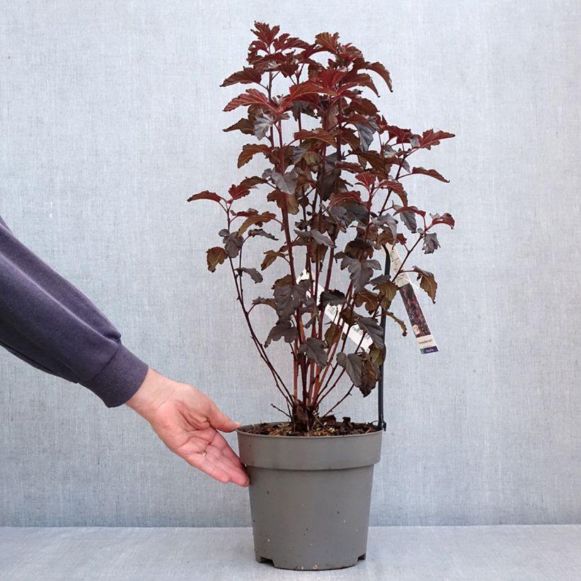 Spécimen de Physocarpus opulifolius Panther - Physocarpe Pot de 4L/5L tel que livré en automne